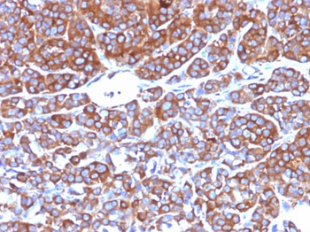 Moesin Antibody - With BSA and Azide