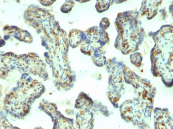 Moesin Antibody - With BSA and Azide