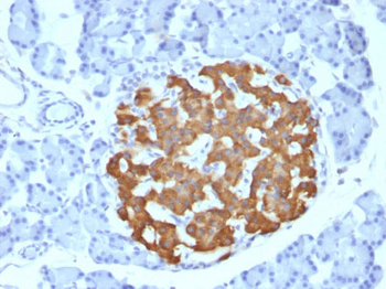 Insulin / IRDN (beta-Cell & Insulinoma Marker) Antibody - With BSA and Azide