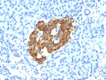 Insulin / IRDN (beta-Cell & Insulinoma Marker) Antibody - With BSA and Azide