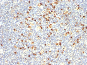 Lambda Light Chain (B-Cell Marker) Antibody - With BSA and Azide