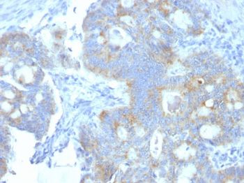 Heparan Sulfate Proteoglycan (Large) / Perlecan Antibody - With BSA and Azide