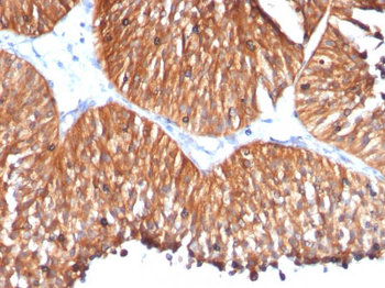 HSP60 (Heat Shock Protein 60) (Mitochondrial Marker) Antibody - With BSA and Azide