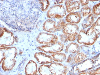 HSP60 (Heat Shock Protein 60) (Mitochondrial Marker) Antibody - With BSA and Azide