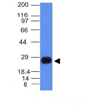 HLA-DRB (MHC II) Antibody - With BSA and Azide