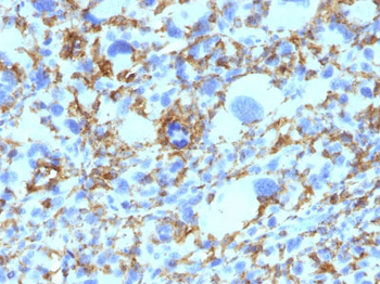 HLA-DRB (MHC II) Antibody - With BSA and Azide