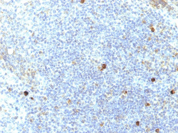 HLA-Aw32 & HLA-A25 (MHC I) Antibody - With BSA and Azide