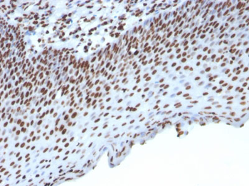 Histone H1 (Nuclear Marker) Antibody - With BSA and Azide