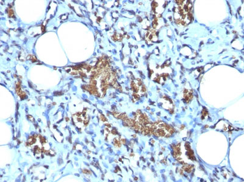 Glycophorin A / CD235a (Erythrocyte Marker) Antibody - With BSA and Azide