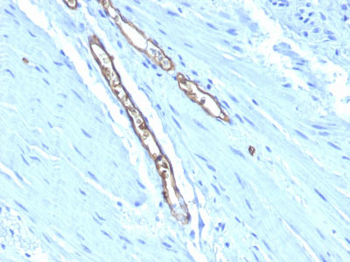 Blood Group Antigen A (CD173) Antibody - With BSA and Azide