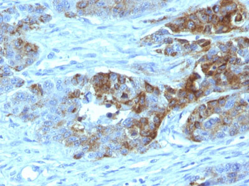 Blood Group Antigen H Type 2 (CD173) Antibody - With BSA and Azide