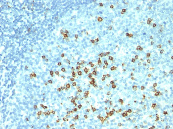CD57 / B3GAT1 (Natural Killer Cell Marker) Antibody - With BSA and Azide