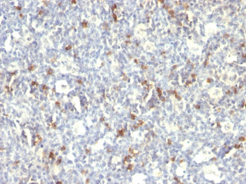 CD57 / B3GAT1 (Natural Killer Cell Marker) Antibody - With BSA and Azide