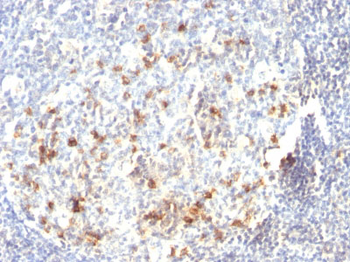 CD57 / B3GAT1 (Natural Killer Cell Marker) Antibody - With BSA and Azide