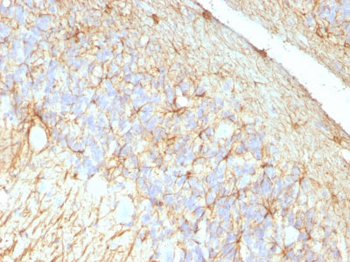GFAP (Astrocyte & Neural Stem Cell Marker) Antibody - With BSA and Azide