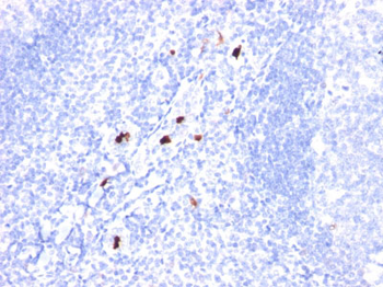 Myeloid Cell Marker (Macrophage / Granulocyte Marker) Antibody - With BSA and Azide