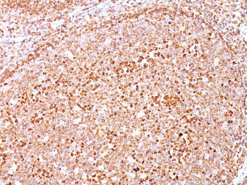 CD79a (B-Cell Marker) Antibody - With BSA and Azide