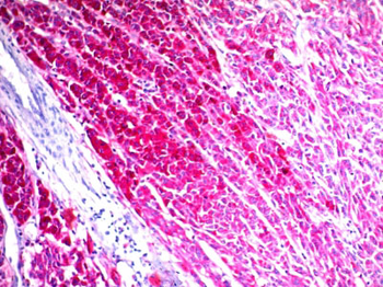 CD63 (Late Endosomes Marker) Antibody - With BSA and Azide