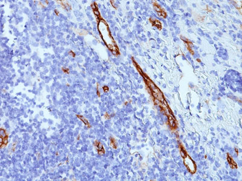 von Willebrand Factor / Factor VIII Related-Ag (Endothelial Marker) Antibody - With BSA and Azide