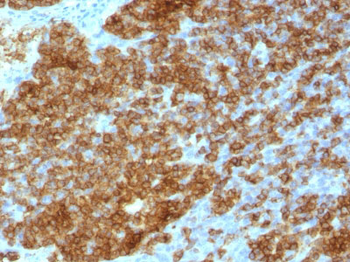CD45RA (Leucocyte Marker) Antibody - With BSA and Azide
