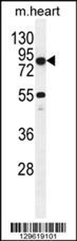 LRRC43 Antibody (N-term)