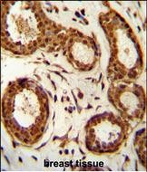 FAM180A Antibody (Center)
