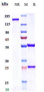 Anti-Zaire Ebola virus Reference Antibody (Odesivimab)
