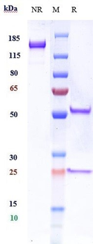 Anti-TrkB / NTRK2 Reference Antibody