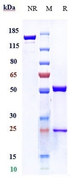 TNFSF2 / TNFa Reference Antibody (CMAB008)