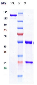 Anti-TNFRSF7 / CD27 Reference Antibody