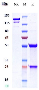 Anti-TMEFF2 Reference Antibody