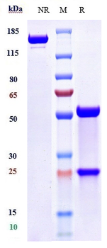 Anti-TLR7 Reference Antibody