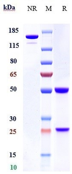 STOP1 Reference Antibody