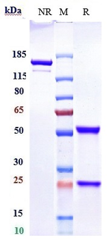 Anti-Sphingosine-1-phosphate Reference Antibody