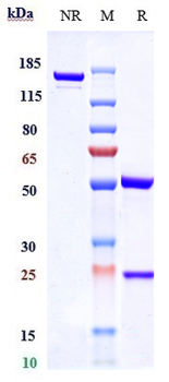 Anti-RAMP3 Reference Antibody