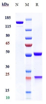 Anti-PRAME Reference Antibody