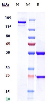 Anti-PDGFC / VEGFE Reference Antibody