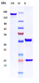 Anti-PDCD1 / PD-1 / CD279 Reference Antibody