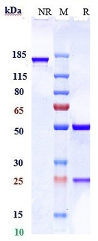 Anti-PCSK9 Reference Antibody