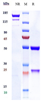 Anti-PAR2 Reference Antibody (PAR650097)