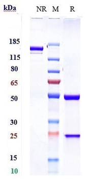 Anti-PAR2 Reference Antibody