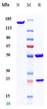 Anti-Orai1 Reference Antibody