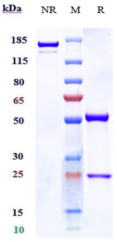 Anti-NOTCH3 Reference Antibody