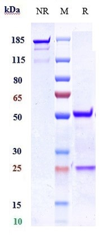 Anti-Nogo Receptor / NgR Reference Antibody