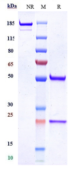 Anti-MUSK Reference Antibody