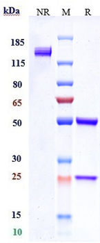 MUC16 Reference Antibody (oregovomab-MMAE)
