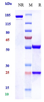 MUC1 Reference Antibody (clivatuzumab-MMAE)