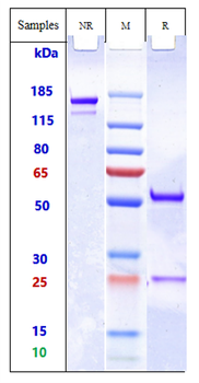 Anti-MRC2 / CD280 Reference Antibody