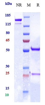 Anti-MRC2 / CD280 Reference Antibody