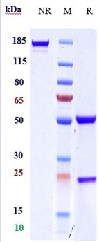 Anti-MRC2 / CD280 Reference Antibody